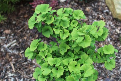 Ginkgo biloba 'Troll' - jinan dvoulaločný - jarní habitus